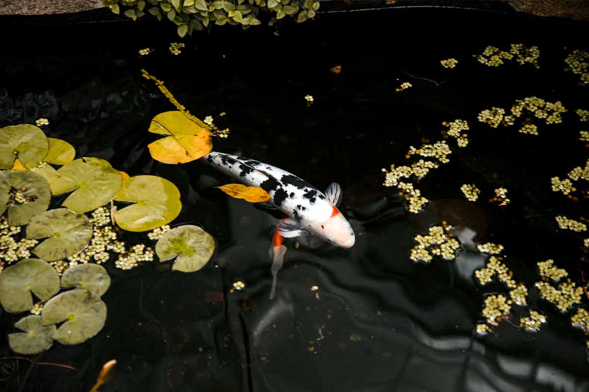 Imper - Impermeabilizações, Piscinas, Lagoas, Habitação, Telhados e Coberturas
