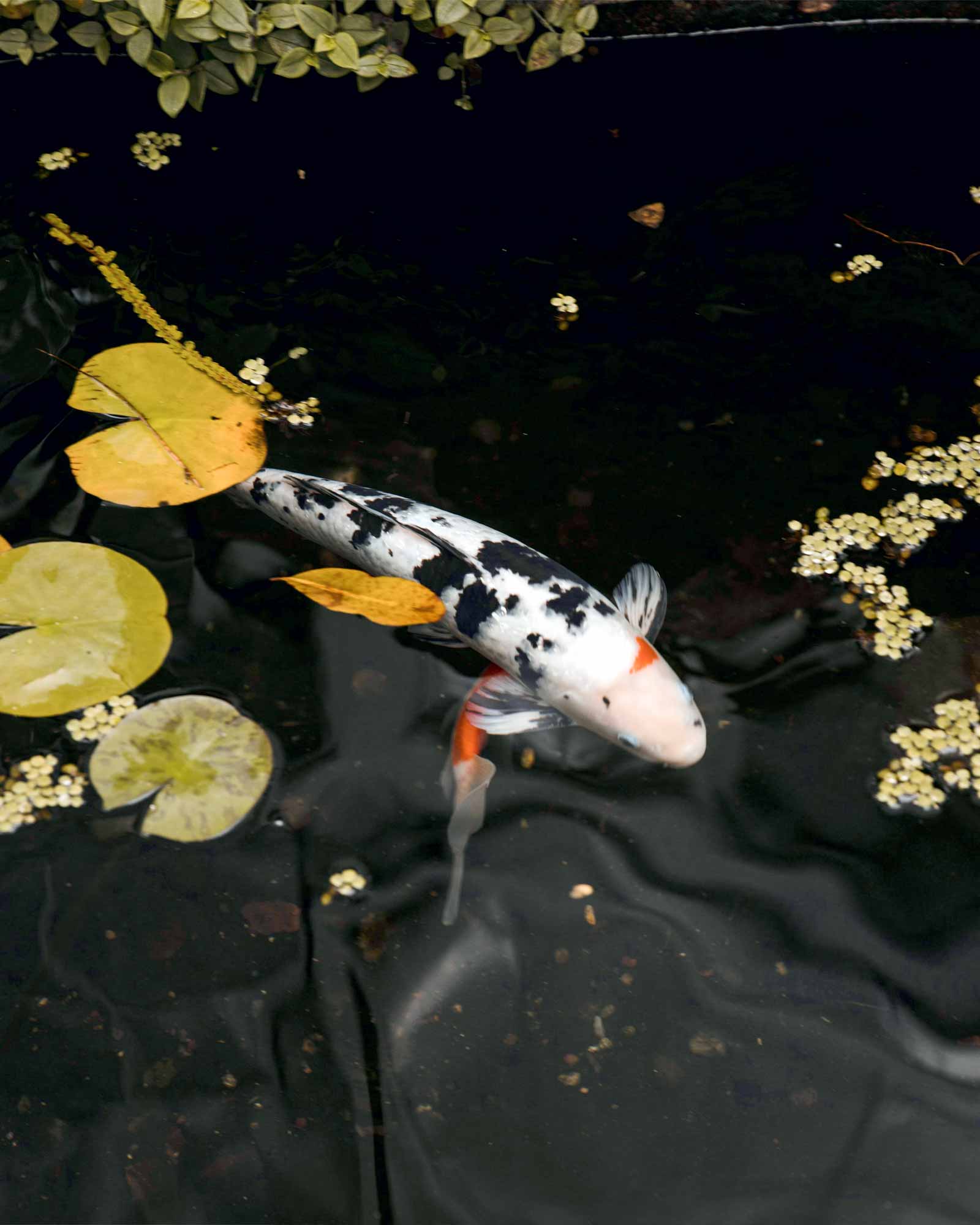 Imper - Impermeabilizações, Piscinas, Lagoas, Habitação, Telhados e Coberturas